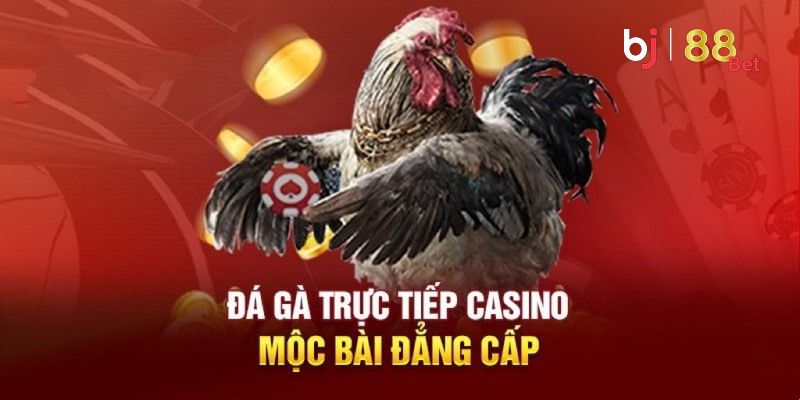Giải mã đá gà trực tiếp Casino Mộc Bài